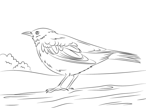 Common Blackbird Coloring Page